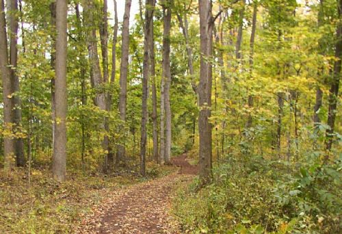 Nuestros bosques generan riqueza que dejamos arder