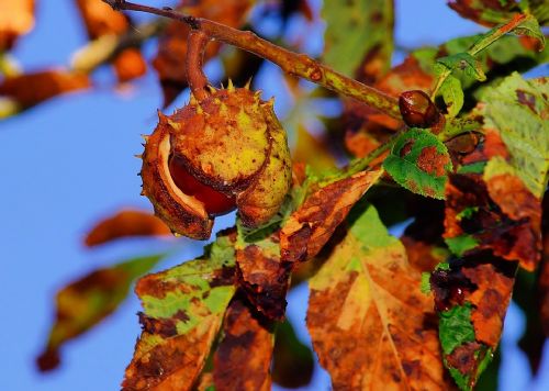 Productos forestales no maderables y empleo