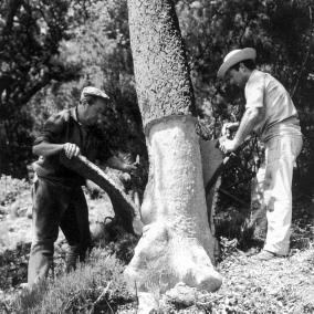 Espacios naturales protegidos