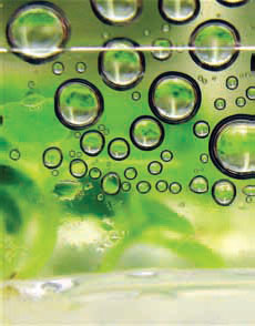 Biocarburantes y alimentos: presente y futuro