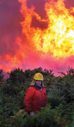 Los bosques espaoles, algo ms que sumideros de carbono